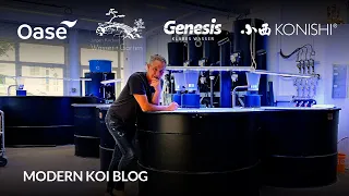 Modern Koi Blog #6048   Gründe warum Koi schlecht fressen