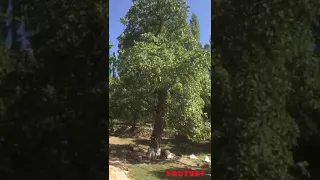 Дерево грецкого ореха в Таджикистане Фрутсеть