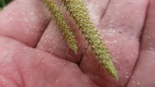 How clubmoss releases its spores