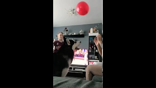 Husky play balloon with me and my son