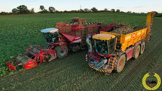 XXL Rübenernte | Grimme Rexor 6300 Platinum | Vredo mit Hawe Rübenaufbau | LU A. Marquardt | Fendt