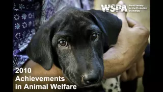 WSPA - 2010 Achievements in Animal Welfare