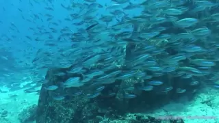 Tauchen vor La-Digue Seychellen - Ein Traum in HD / High Definition / Ein echtes "Hai Light "