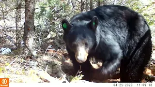 2020-04 - First bear of 2020 (Apr 8)