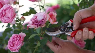 How I Deadhead Roses! 🥀✂️❤️ // Garden Answer