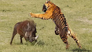 OMG .Big Cat Vs Python Fight To Death   Lion Vs Python   Leopard Vs Python   Wild Animals Attack