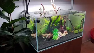 Aquarium  one month start-up Scaping