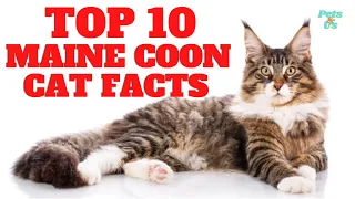 🔝 10 Facts about Maine Coon Cat 🐈 | Maine Coon Cat Breed 2023 | Pets and Us