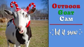 Outdoor Goat Cam | Let it Snow | Syman Says Farms
