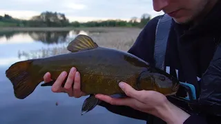 My first tench of 2023 (An insane weeks tench fishing)