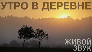 Утро в деревне. Простая красота, про которую мы забыли