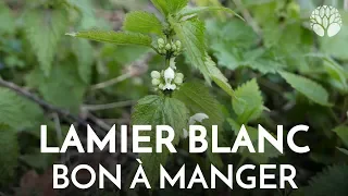 Lamier blanc, Lamium album, plante sauvage comestible et médicinale abondante