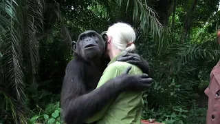 Jane Goodall Releases Chimp