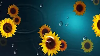 Футаж 🌻 Подсолнухи и дождь🌻Sunflowers and rain background