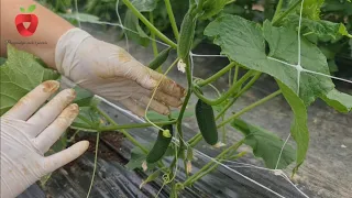 Grow cucumbers this way - avoid diseases and get big yields