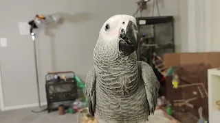 Griffin the African Grey Parrot's Potty Training: Tips for Training Your Parrot