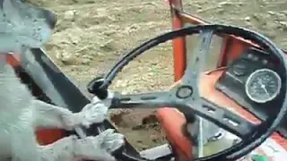 Mira Como El Perro Maneja El Tractor En Pleno arado..😂😂😂