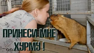 Сурки хотят спать. Обезьяны - хурму.