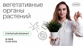 Вегетативные органы растений | ЕГЭ БИОЛОГИЯ 2021 | Онлайн-школа СОТКА