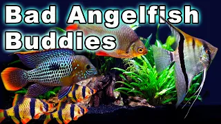 Bad Angelfish Buddies: Think Twice Before You Add These to Your Angelfish Tank!