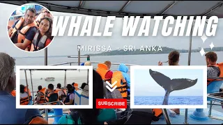 Whale Watching In Mirissa - What to Expect in Sri Lanka's South Coast