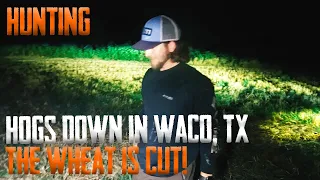 Hogs Down In Waco Texas (The Wheat Is Cut!)