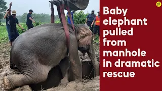 Baby elephant pulled from Thailand manhole in dramatic rescue