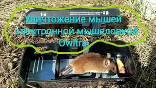 Как уничтожить мышей электронной мышеловкой Owltra