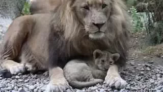 Happy Cats - African lions