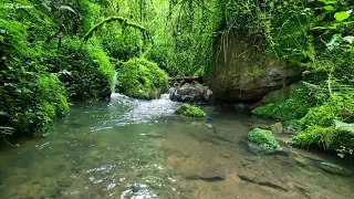 Morning Birds Chirping, Gentle Water Stream Sounds in the Green Forest, sleep, relaxation, focus