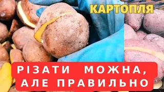 ГОТУЄМО КАРТОПЛЮ ДО ПОСАДКИ. РОБИМО так БАГАТО років‼️