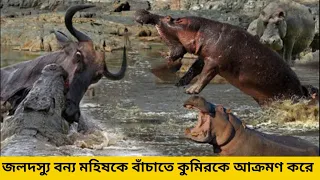 Heart attack   hippopotamus attacks crocodile to save wild animals   hippo reveals who is the boss w