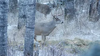 Self-Filmed Whitetail Deer Hunt in the Porcupine Provincial Forest. A big 10 taken back to Bama!