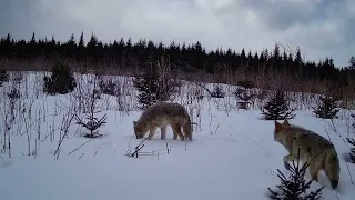 Pair of Coyotes