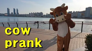 Cow Prank "a sunny day, Family " in south Korea(송아지)
