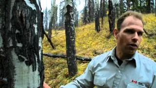 Fire in the Forests - Part 2: Fire and Aspen - Banff National Park