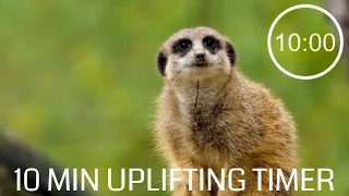 10 Minute Countdown Timer With Upbeat Music - Meerkat - Inspiring music, 10 minute pack up song