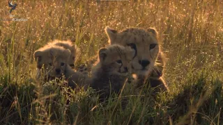 First adventure of Cheetah cubs | African Cats