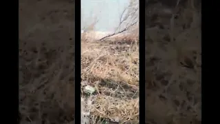 уничтожения ВСУ РФ катера Раптор».destruction of the Raptor boat by the Russian Armed Forces”.