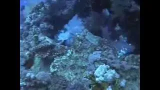 Adventure Diving Red Sea Sharm El Sheikh 2007 Part 2