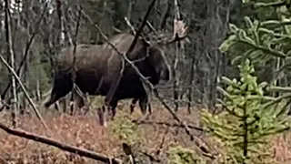 2020 DIY Moose hunt part 2