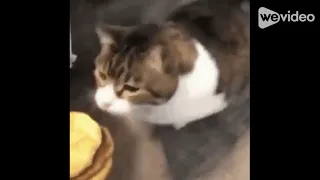 here kitty you can have cheese burger