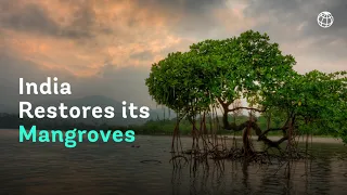 Restoring India’s Mangroves Is the Way Forward for Building Coastal Resilience