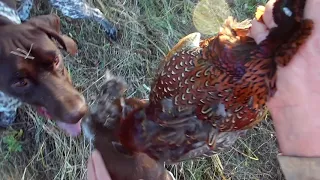Охота на фазана с курцхаарами