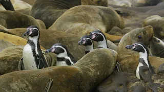 Penguins Crowd Surf Over Hundreds of Sea Lions | 4K UHD | Seven Worlds One Planet | BBC Earth