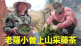 Gu Yu went to Lao Luo to take Xiao Zeng to the high mountain to collect wild vine tea and went home