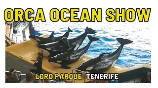 ORCA [KILLER WHALES] OCEAN SHOW / LORO PARQUE (PARK) / TENERIFE CANARY ISLAND SPAIN