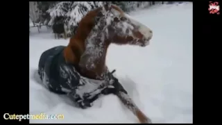 Best video with horses, fun and downs Funny animals Jokes with animals