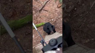 BLACK BEAR CLIMBS MY TREESTAND WHILE ON A BOW HUNT