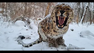 СНЕЖНЫЙ ЛЕОПАРД В ПРИМОРСКОМ САФАРИ-ПАРКЕ